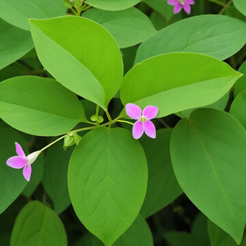 Desmodium longipes, Desmodium tonkinensis Schindl