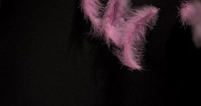 Pink Feathers Drifting on Black Background. Slow-motion abstract video capturing delicate pink plumage gently falling and scattering across a black backdrop with soft, ethereal movement.