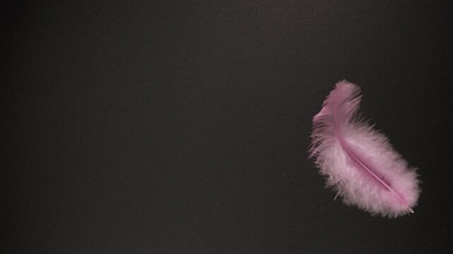 Pink Feathers Drifting on Black Background. Slow-motion abstract delicate pink plumage gently falling and scattering across a black backdrop with soft, ethereal movement.