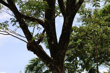 Fototapeta premium White and Chocolate Brown Bird - White-throated Kingfisher/White-breasted Kingfisher (Halcyon smyrnensis) perched on a tree branch amidst the wind, under the bright morning sunlight.