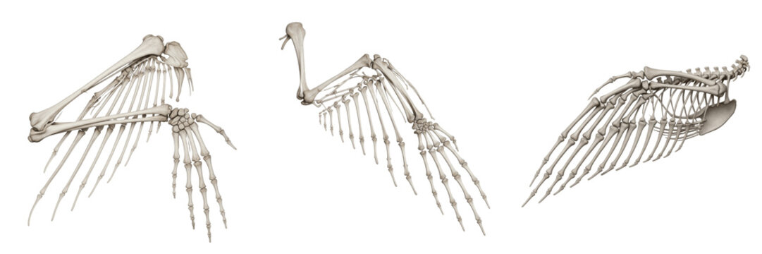 Set of three bird wing skeletons showing detailed bone structure and wing joint anatomy isolated on white
