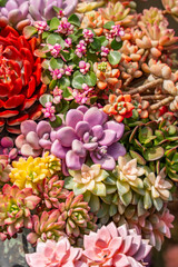 Miniature succulent plants (succulent cactus) at the garden