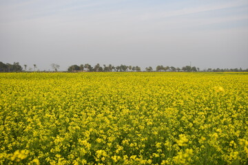 Fototapeta premium Yellow Mustard Flower Field - A Golden Carpet across the Countryside. A yellow mustard flower field transforms the rural landscape into a glowing sea of gold.