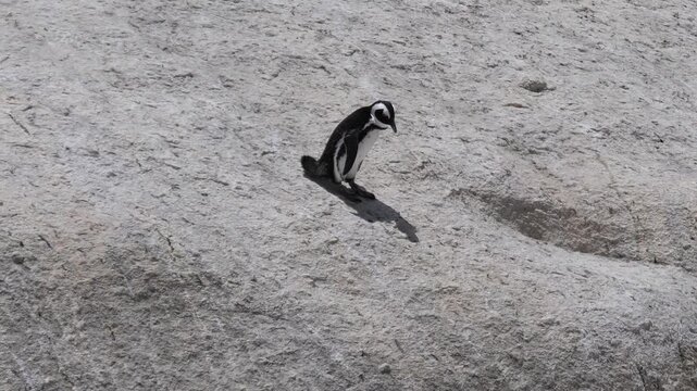 One African Penguin (Spheniscus demersus). walking on a big boulder. Also known as jackass penguins. At Boulders Beach, Cape Town. 4K video.