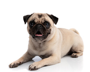 Lovely pug dog lying down looking forward