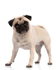 Obraz premium Curious pug dog standing and looking forward