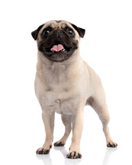 Obraz premium Cheerful pug dog standing and panting with tongue out