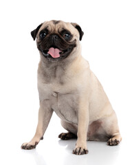 Obraz premium Cheerful pug dog sitting and sticking out tongue