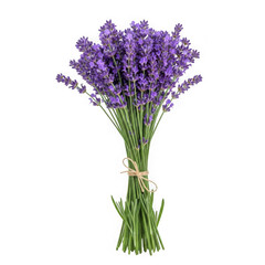 Beautiful purple lavender flowers bouquet