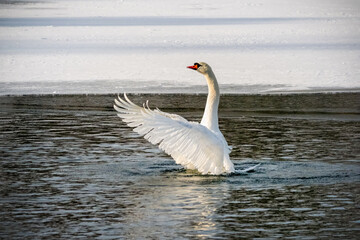 Fototapeta premium A swan is standing in the water with its wings spread out.