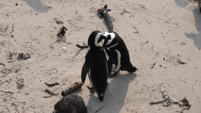 Two African Penguins (Spheniscus demersus) are sitting on the beach grooming each other. Also known as jackass penguins. At Boulders Beach, Cape Town. 4K video.