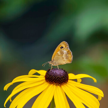 Un papillon Amaryllis (Pyronia thitonus) avec ses ailes jaun&acirc;tre &agrave; petites ocelles blanches pos&eacute; sur une fleur jaune de rudbeckia (Rudbeckia hirta)
