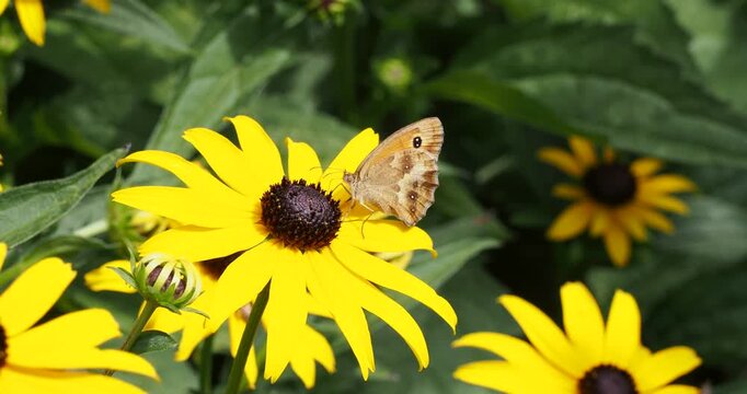 (Pyronia tithonus) Un papillon amaryllis butinant fr&eacute;n&eacute;tiquement le coeur d'une fleur de rudbeckia (Rudbeckia hirta)
