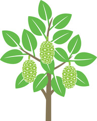 Noni fruit tree logo. Isolated noni fruit tree on white background