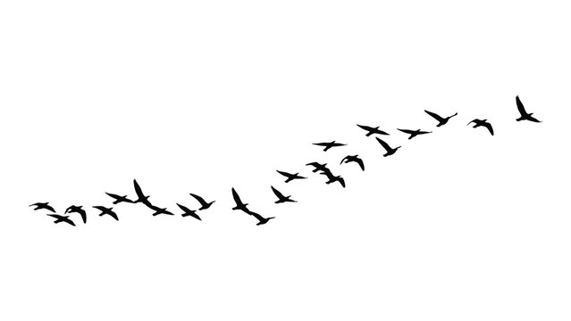 A flock of birds flying in a diagonal line isolated on white background, Vector