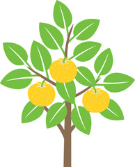 Yuzu fruit tree logo. Isolated yuzu fruit tree on white background