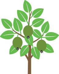 Feijoa tree logo. Isolated feijoa tree on white background