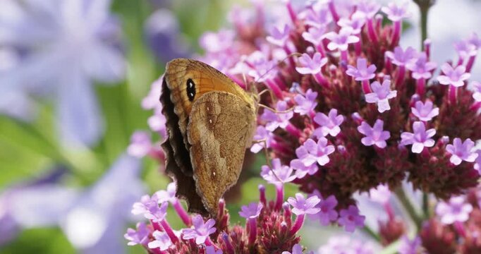 (Pyronia tithonus) Un amaryllis pos&eacute; sur une fleur de verveine de Buesnos-Aires (Verbena bonariensis) se gavant goulument de son nectar, ailes ferm&eacute;es
