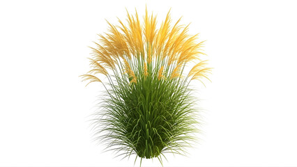 Obraz premium Vibrant yellow and green grass like plant with feathery plumes on white background