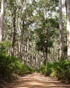 Giant Karri forest towering over low lying bush and dirt 4wd road