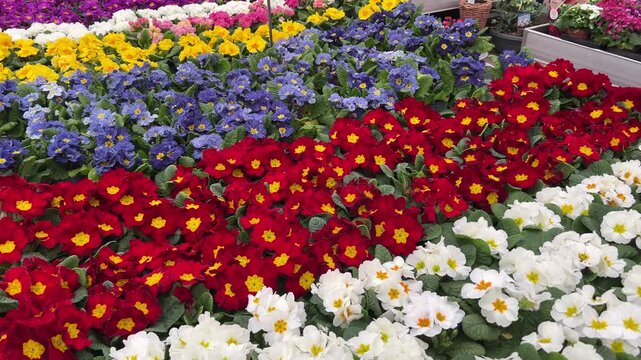 A vibrant close-up shot of colorful primrose flowers in white, red, and blue, neatly arranged in pots for sale at a professional garden center greenhouse warehouse.