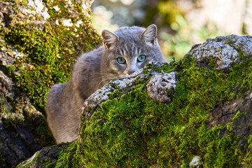 Gatto si arrampica su un albero e si nasconde © Luigi Nespeca