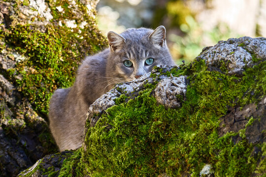 Gatto si arrampica su un albero e si nasconde