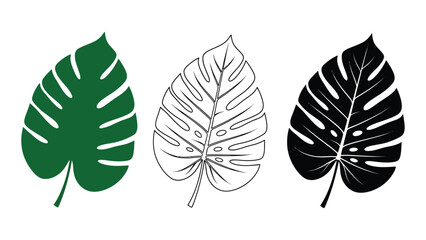 Three different colored monstera leaf illustrations isolated on white background, Vector © MDRaisul