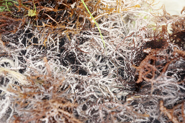 Red Eucheuma seaweed drying in the sun, seaweed farm in Zanzibar.