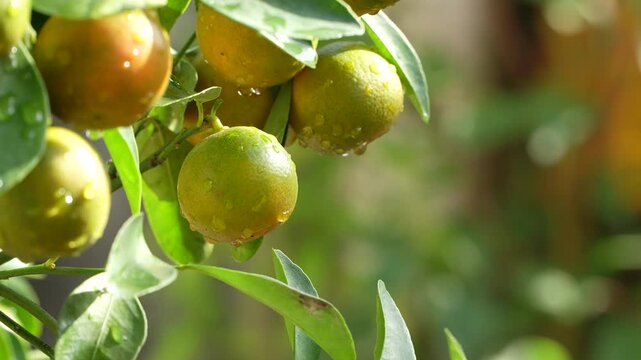 Macro close up of fresh kumquat with water drops for Tet Spring