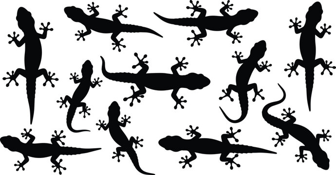 Black silhouette set of various geckos and lizards crawling and standing isolated on white background for nature, wildlife, and tropical.
