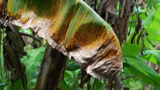 Closeup of diseased banana leaf swaying in tropical wind. Yellow streaks and dark fungal spots reveal plant infection in humid plantation environment