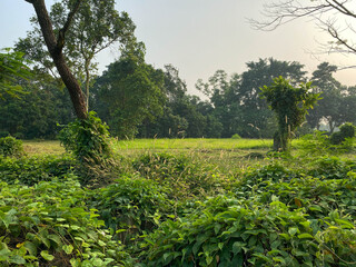 Naklejka premium Abandoned park filled with wild plants, green grass and tree, on morning sunlight