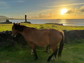 Easter Island horses, Tahai ceremonial village at sunset