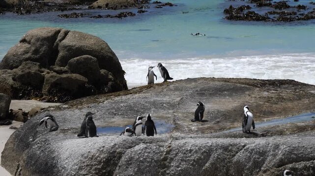 A small group of African Penguins (Spheniscus demersus). Sitting on the rocks and swimming in the sea. Also known as jackass penguins. At Boulders Beach, Cape Town. 4K video.