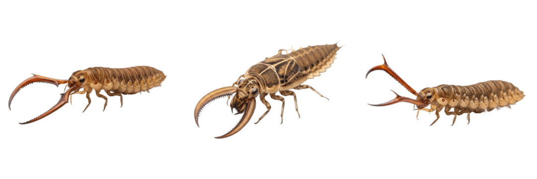 Set of Antlion Larvae (Myrmeleontidae) Isolated on White Background - Predatory Insects