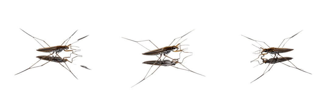 Set of three water striders (Gerridae) on water surface, isolated on white background.