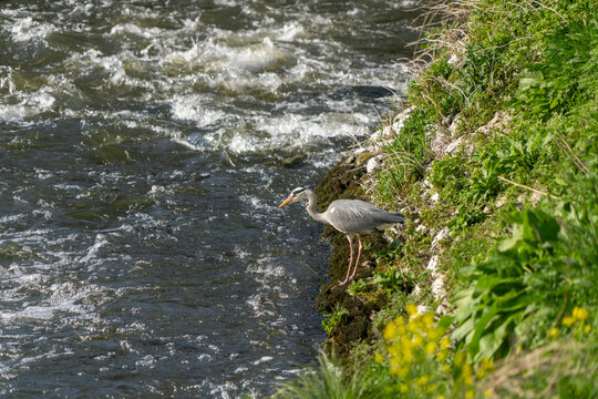 Grey Heron at the german river Lahn at the village Runkel