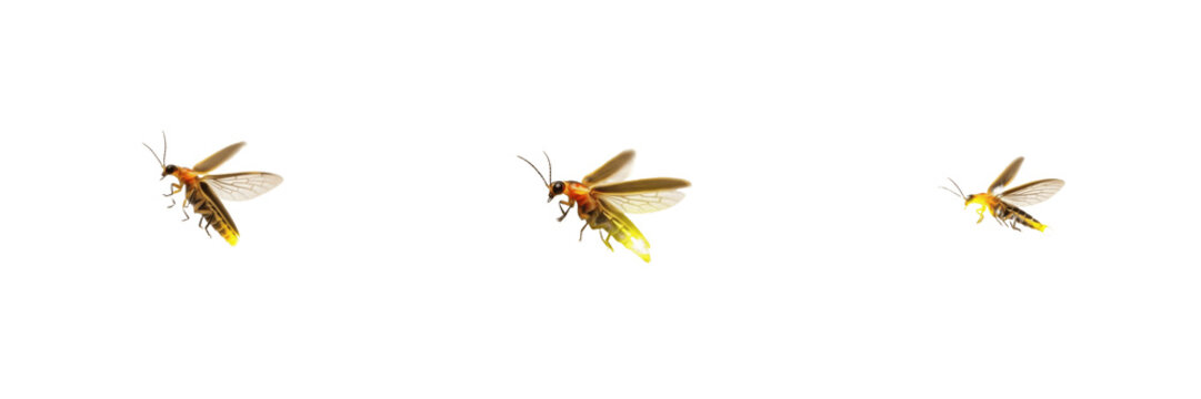 Set of glowing fireflies isolated on white background
