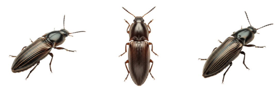 Set of brown click beetles isolated on white background