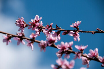 baum ast magnolie bl&uuml;te rosa