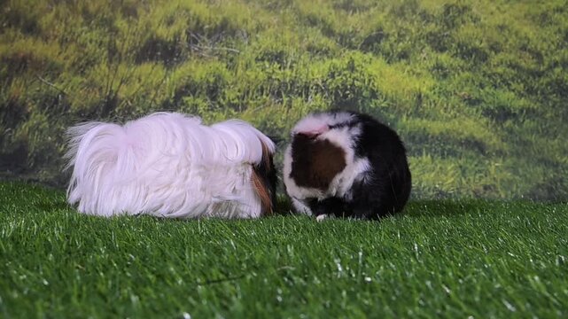 meerschweinchen tier natur nager putzen