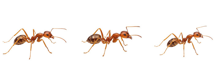 Group of red ants walking isolated on a white background © Rama
