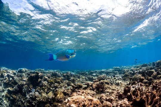 Parrot fish swimming on the Great Barrier Reef