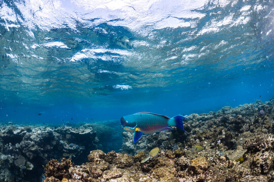 Parrot fish swimming on the Great Barrier Reef