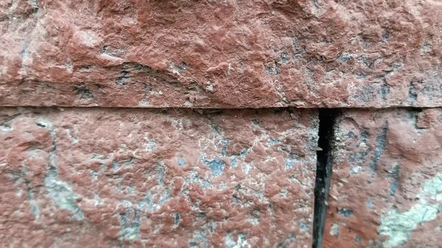 a colony of black ants migrating into the cracks in the bricks of a building to nest