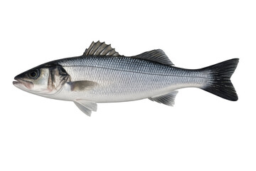 Obraz premium Fresh european seabass whole fish on transparent background