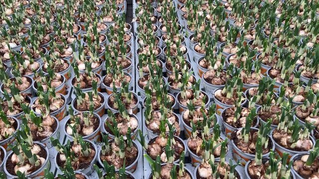 Rows of white plastic pots filled with narcissus flower bulbs and emerging green shoots are closely packed on a warehouse floor in a professional garden center.