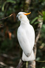 white cockatoo parrot sitting on a tree branch © Adrian