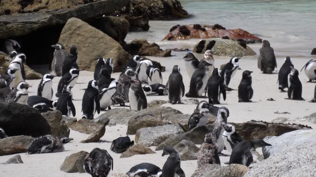 Big colony of African Penguins (Spheniscus demersus). Sitting on the white sand, also known as jackass penguins. 4K video.